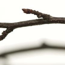 highres birch opacity iv